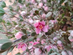 Boronia ternata