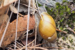 Bothriembryon glauerti