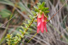Darwinia squarrosa