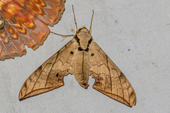 Ambulyx substrigilis