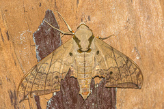 Ambulyx substrigilis