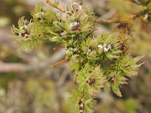 Adenanthos filifolius · iNaturalist