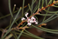 Hakea cycloptera