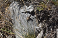 Rammeihippus dinaricus