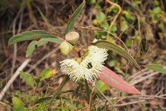 Eucalyptus megacarpa