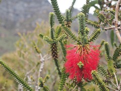 Melaleuca transversa