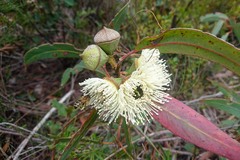 Eucalyptus megacarpa