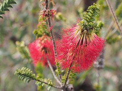 Melaleuca transversa