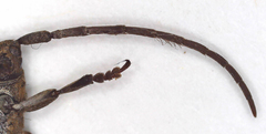Aethiopia elongata