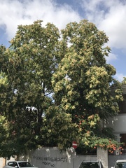 Ailanthus altissima