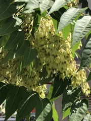 Ailanthus altissima