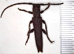 Aethiopia elongata