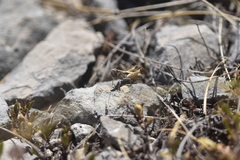 Rammeihippus dinaricus