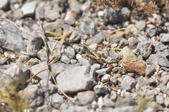 Rammeihippus dinaricus