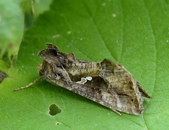 Ctenoplusia agnata