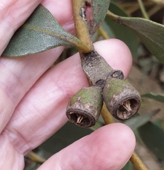 Eucalyptus utilis