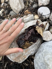 Dipturus intermedius