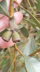 Eucalyptus utilis