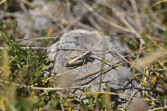 Rammeihippus dinaricus