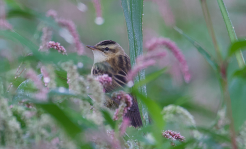 Carricerín común (Acrocephalus schoenobaenus)