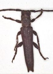 Aethiopia elongata
