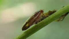 Peplomyza