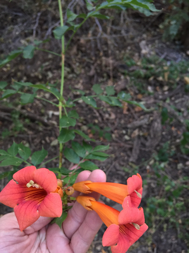 Campsis radicans