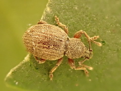 Otiorhynchus smreczynskii