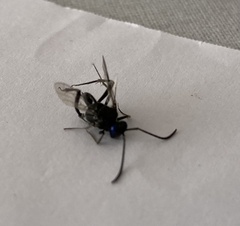 Evania appendigaster