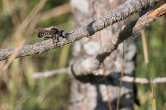 Choerades fuliginosa