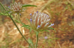 Pterocephalus plumosus