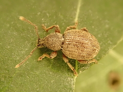 Otiorhynchus smreczynskii