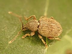 Otiorhynchus smreczynskii