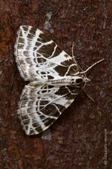 Eustroma reticulata