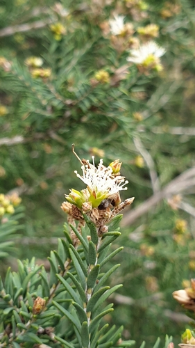 Image of Melaleuca halmaturorum by (c) Rosalie Lawrence, some rights reserved (CC BY)