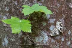 Eustroma reticulata