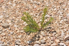 Haplophyllum patavinum