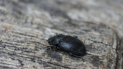 Accanthopus velikensis