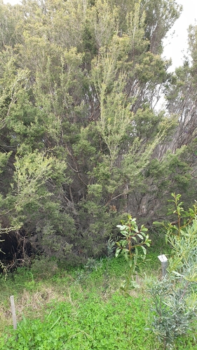 Image of Melaleuca halmaturorum by (c) Rosalie Lawrence, some rights reserved (CC BY)