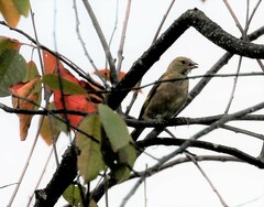 Chloris sinica kawarahiba