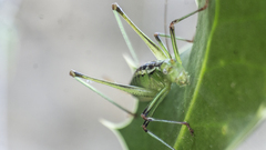 Andreiniimon nuptialis