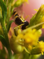 Misumena vatia
