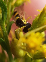 Misumena vatia