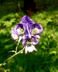 Aconitum volubile