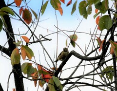 Chloris sinica kawarahiba