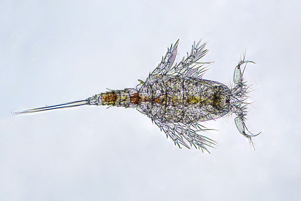 Euterpina acutifrons
