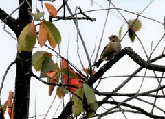 Chloris sinica kawarahiba