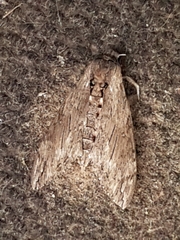 Agrius convolvuli