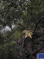 Tetradium glabrifolium