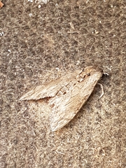 Agrius convolvuli